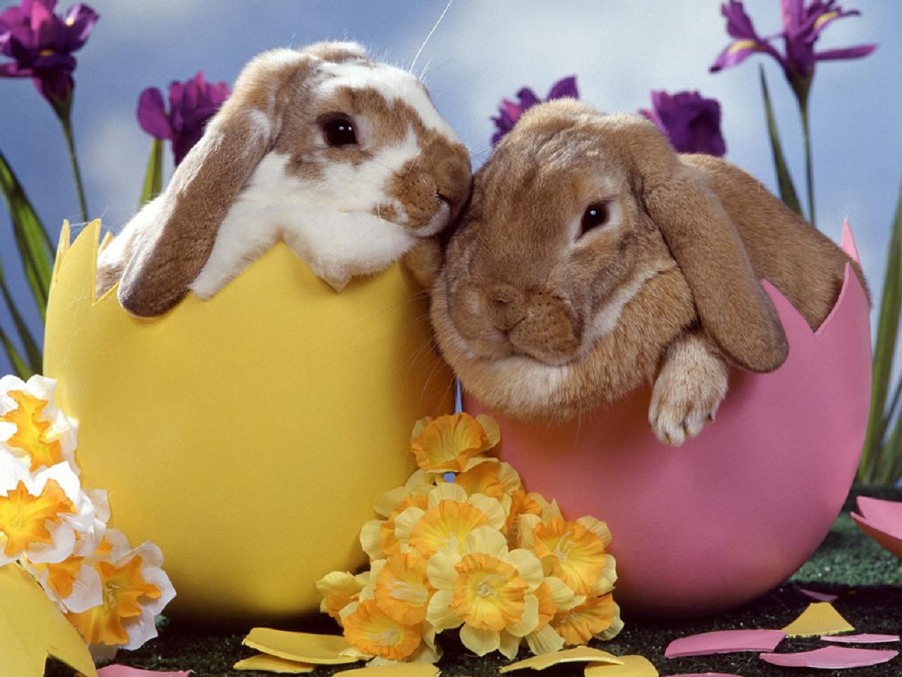 easter bunny