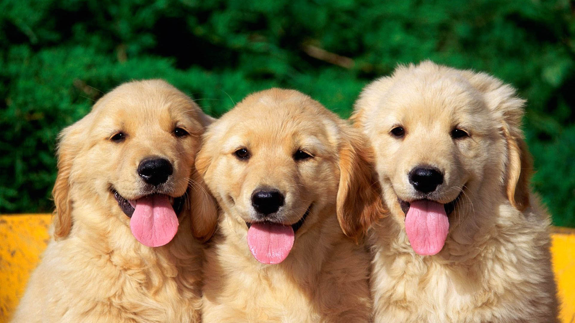 Dog Wallpaper