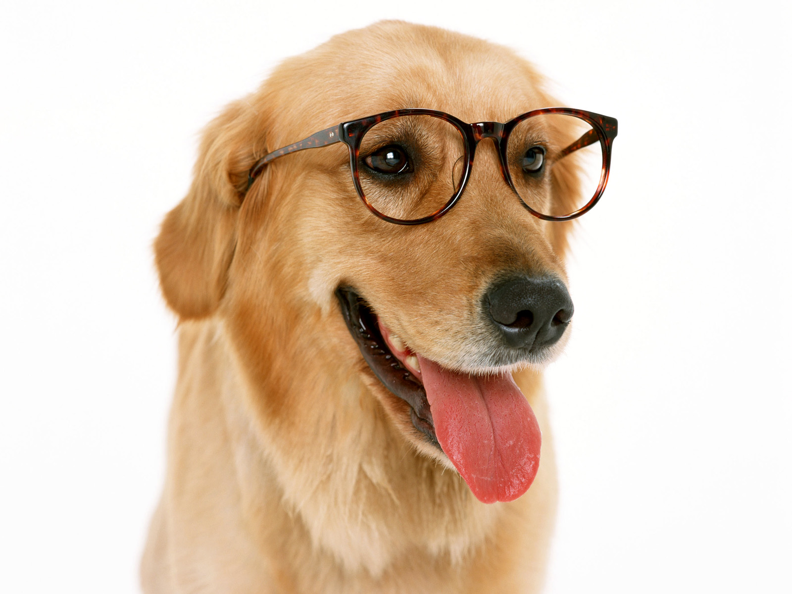 dog apps