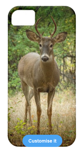buck